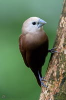 White-headed Munia (Lonchura maja)02