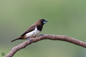 White-rumped Munia (Lonchura striata)