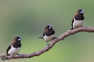 White-rumped Munia (Lonchura striata)01