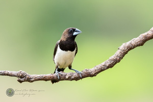 White-rumped Munia (Lonchura striata)02