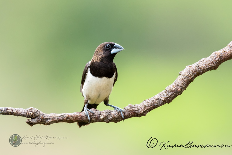 White-rumped Munia (Lonchura striata)02.jpg