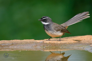 White-spotted Fantail (Rhipidura albogularis)