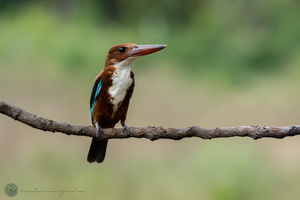 White-throated Kingfisher (Halcyon smyrnensis)