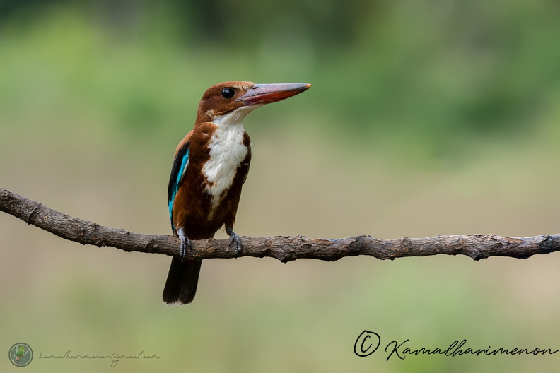 White-throated Kingfisher (Halcyon smyrnensis).jpg