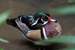 wood-duck-(Aix-sponsa)