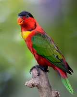 yellow-bibbed-lory-(Lorius-chlorocercus)