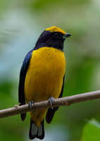 yellow-crowned euphonia (Euphonia luteicapilla)