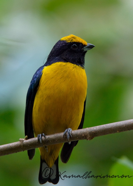 yellow-crowned euphonia (Euphonia luteicapilla).jpg