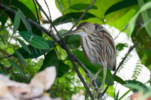 yellow-bittern-(Ixobrychus-sinensis)