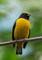 yellow-crowned euphonia (Euphonia luteicapilla)01