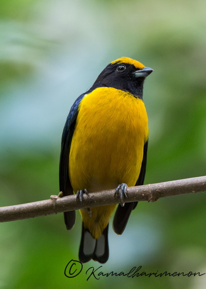 yellow-crowned euphonia (Euphonia luteicapilla)01.jpg