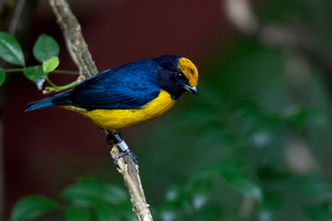 yellow-crowned euphonia (Euphonia luteicapilla)02