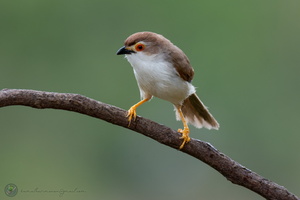 Yellow-eyed Babbler (Chrysomma sinense)01