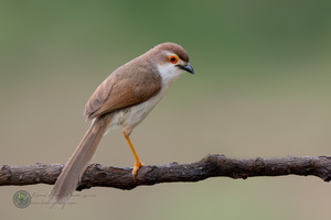 Yellow-eyed Babbler (Chrysomma sinense)