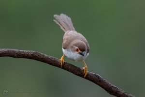 Yellow-eyed Babbler (Chrysomma sinense)02