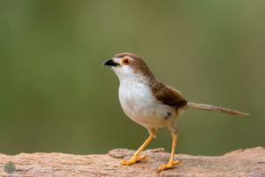 Yellow-eyed Babbler (Chrysomma sinense)03