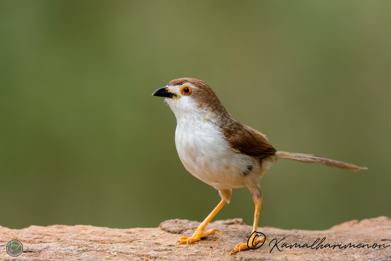 Yellow-eyed Babbler (Chrysomma sinense)03.jpg