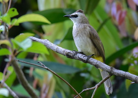 yellow-vented-bulbul-(Pycnonotus-goiavier)