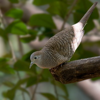 Zebra-dove-(Geopelia-striata)