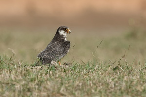 Amur falcon (Falco amurensis) (1)