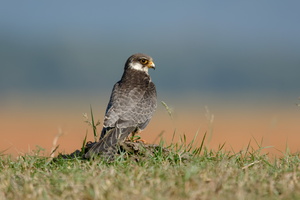 Amur falcon (Falco amurensis) (3)