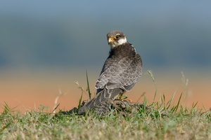 Amur falcon (Falco amurensis) (4)