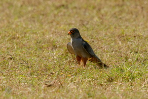 Amur falcon (Falco amurensis) (5)