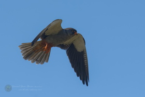 Amur falcon (Falco amurensis) (6)