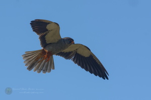 Amur falcon (Falco amurensis) (7)