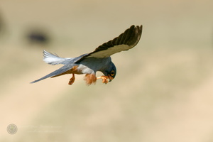 Amur falcon (Falco amurensis) (8)