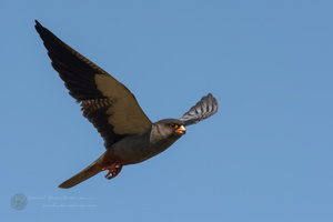 Amur falcon (Falco amurensis) (10)
