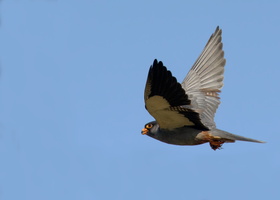 Amur-falcon-(Falco-amurensis)-01