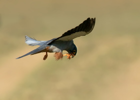 Amur-falcon-(Falco-amurensis)-02