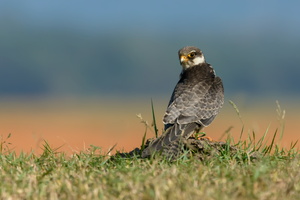 Amur-falcon-(Falco-amurensis)-04