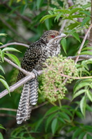 Asian koel (Eudynamys scolopaceus) F