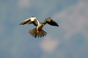 Amur-falcon-(Falco-amurensis)-05