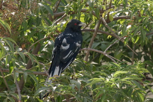 Asian koel (Eudynamys scolopaceus)
