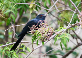 Asian-koel-(Eudynamys-scolopaceus)