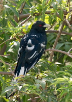 Asian-koel-(Eudynamys-scolopaceus)01