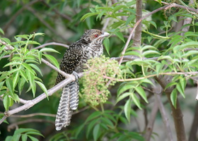 Asian-koel-(Eudynamys-scolopaceus)02