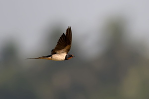 barn-swallow-(Hirundo-rustica)01