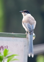 azure-winged-magpie-(Cyanopica-cyanus)
