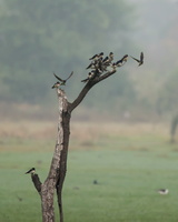 barn-swallow-(Hirundo-rustica)