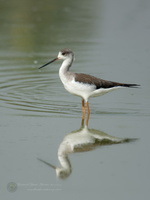 Black winged Stilt (Himantopus himantopus) (1)