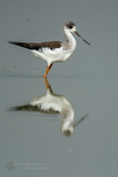 Black winged Stilt (Himantopus himantopus) (2)
