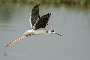 Black winged Stilt (Himantopus himantopus) (3)