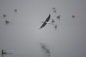 Black winged Stilt (Himantopus himantopus) (4)