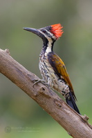 black-rumped flameback (Dinopium benghalense)01