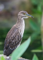 black-crowned-night-heron-(Nycticorax-nycticorax)01