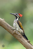 black-rumped flameback (Dinopium benghalense)02